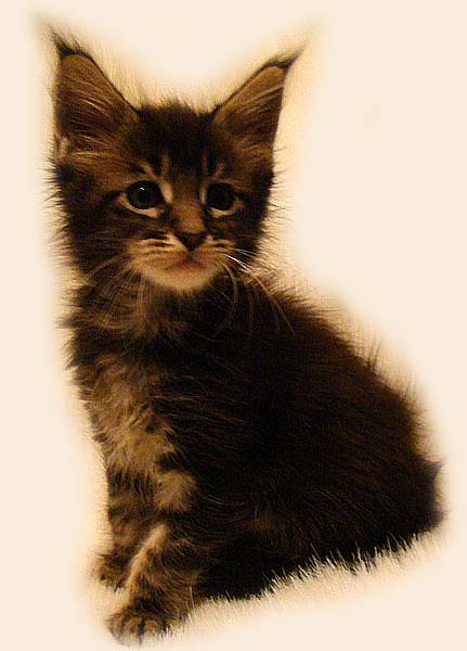     Catsvill County!   !    !       !!!    Catsvill County +7-926-544-74-09     .   ,   ,   ,    ,   ,  ,     ,   -,    ,   !